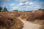 Schaapjes op de Blekerheide