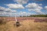 Schaapjes op de Blekerheide