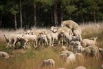 Schaapjes op de Blekerheide