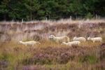 Schaapjes op de Blekerheide