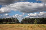 Schaapjes op de Blekerheide