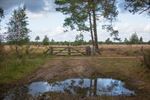 Schaapjes op de Blekerheide