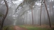 Mistige bosfoto's hebben iets magisch