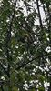 OPROEP: nest Aziatische hoornaars gespot?