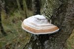 Prachtige paddenstoelen op 't Hageven