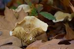 Herfst in beeld