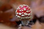 Herfst in beeld