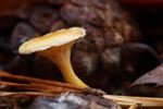 Herfst in beeld