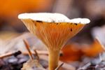 Herfst in beeld