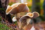 Herfst in beeld