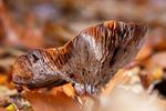 Herfst in beeld