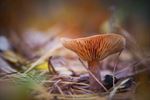 Herfst in beeld