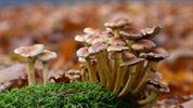 Herfst in beeld