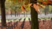 Herfst, door de lens van Leon