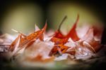 Herfst, door de lens van Leon