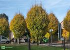 Bomen Lindestraat en Steenovenlaan vervangen
