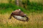 Een buizerd op het Hobos