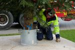 Kerstboom op de markt geplaatst