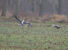 Kraanvogels in de vallei
