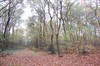 Bomen gekapt voor verkaveling
