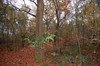 Bomen gekapt voor verkaveling