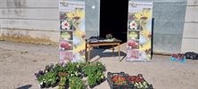 Plantenruildag van Tuinhier Oudsbergen op 9 mei