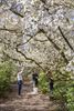 Bokrijk aan de slag met magnoliabloemen