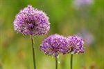 Purple rain