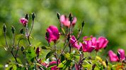 Rozen op terril