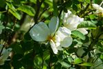 Rozen op terril