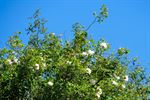 Rozen op terril