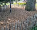 Extra verzorging voor kastanjeboom