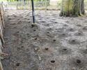 Extra verzorging voor kastanjeboom