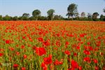 Klaprozen kleuren de velden rond de Achelse Kluis