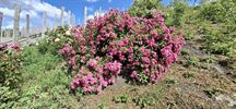 Rozen mooi in bloei