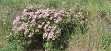Rozen mooi in bloei