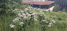 Rozen mooi in bloei