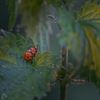 Voyeurisme? Misschien een beetje…