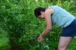 Blueberry Fields gestart met zelfpluk vanaf 7u