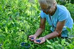 Blueberry Fields gestart met zelfpluk vanaf 7u