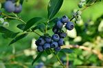 Blueberry Fields gestart met zelfpluk vanaf 7u