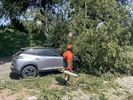 Boom op auto