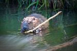 Bever duikt op in het Fosseeke