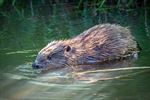 Bever duikt op in het Fosseeke