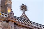 Ooievaars kiezen opvallende plek voor nest