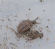 Een leeuw in de tuin