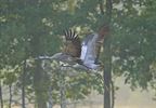 Sierlijke kraanvogels