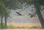 Sierlijke kraanvogels