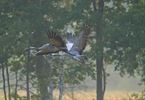 Sierlijke kraanvogels