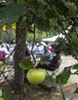 Muziek bij zomerbar Aerts Paradijs